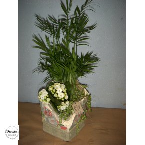 Plante arrangementer
