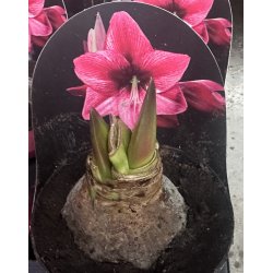 Amaryllis i glassk�l