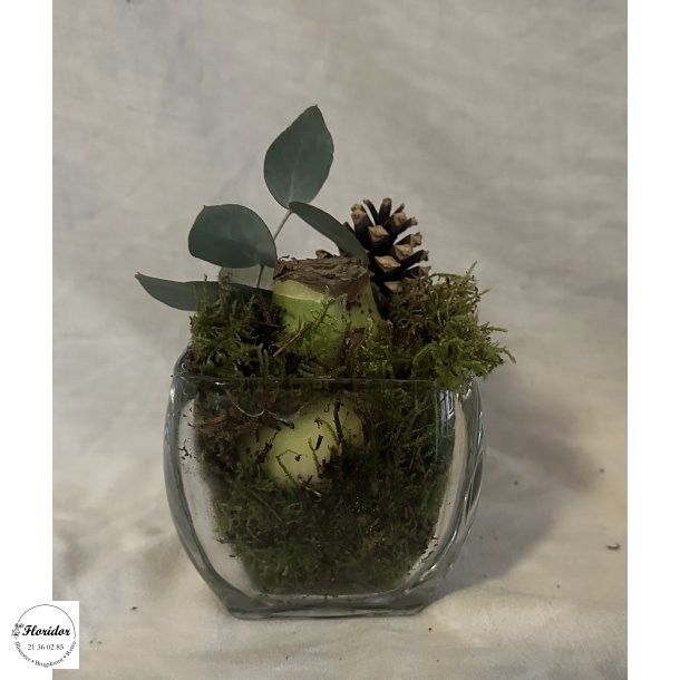 Amaryllis i glassk�l