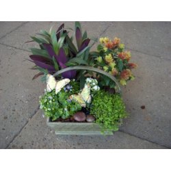 Plantearrangemet med sæsonens planter