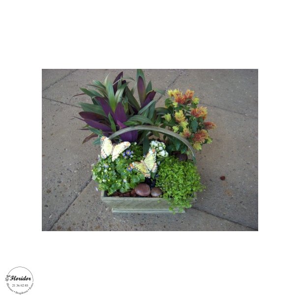 Plantearrangemet med ssonens planter